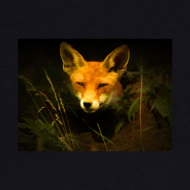 Red fox by Guardi
